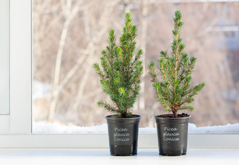Two small Christmas trees on the windowsill