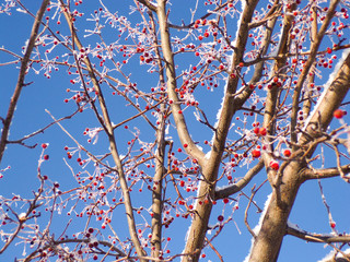 Tree branches in snow and frost against the blue sky. Sakura branches with cherries in winter. Cherry Bush with berries against the sky.