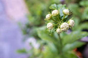 Jasmine flowers (Jasminum sambac) planted in garden.