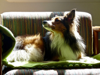 Dog Pet Collie Animal New York USA - JFK