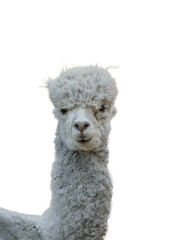Obraz premium The body of a beautiful grey Alpaca isolated on a white background.