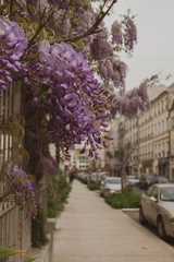 Obraz premium lilas 2