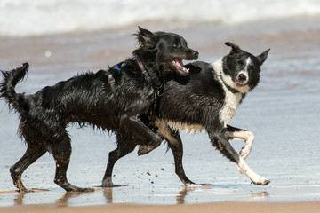 Pet dogs playing on beach