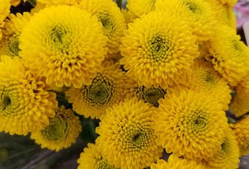 Beautiful bouquet of bright yellow chrysanthemum flowers
