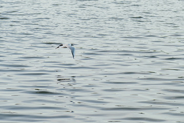 Naklejka premium Seagull flies on the background of the water surface. The concept of freedom and overcoming space