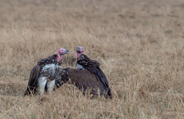 Lappet faced  Vultures sitting in dry grasses at Masai Mara, Kenya, Africa