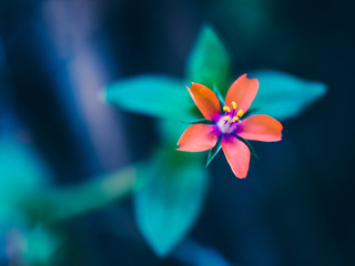 Orange flower