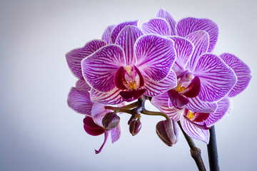 Close up of a beautiful purple and white orchid on a white background