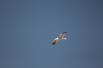 gaviota volando en cielo despejado