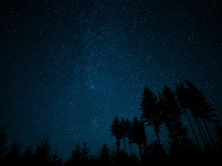 Naklejka premium Stars in the Forest