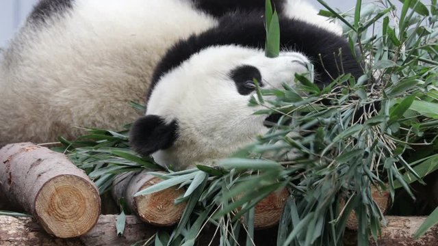 Cute Happy Little Panda is Eating Bamboo Leaves, Wolong Giant Panda Nature Reserve, China
