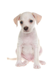 Portrait of an adorable small chihuahua lab mix puppy sitting facing viewer, isolated on white background.