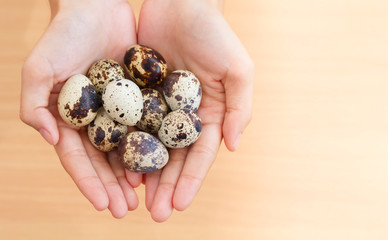Natural quail eggs in asian woman hands on wooden background, Selective focus.