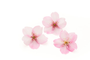 Naklejka na ściany i meble 桜の花のテクスチャ　クローズアップ