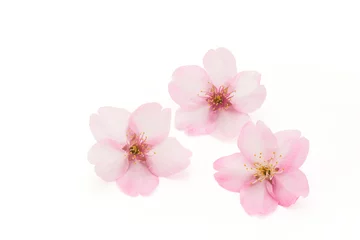 Fotobehang 桜の花のテクスチャ　クローズアップ © asirf444