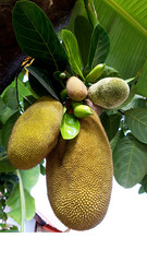 Asian summer fruits named Jackfruit scientific name Artocarpus heterophyllus, Jackfruit hanging on...