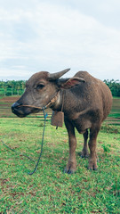 Water buffalo closeup in the field. Environment, fresh.