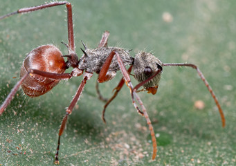 Macro Photo of Ant on Green Leaf