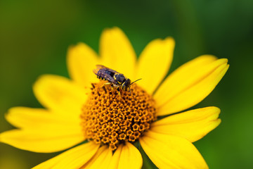 Bee. Close-up of a large striped bee sitting on a yellow flower and collects nectar on a green...