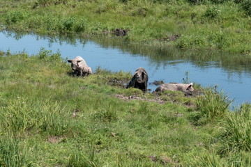 Three pigs are on the shore of a small river among the green grass on a summer day.
