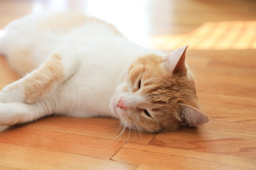 Close-up of a red cat sleeping on the parquet floor in the living room