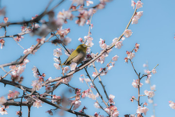 梅とメジロと青空3