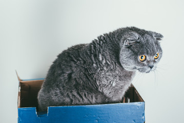 Grey Scottish fold cat sitting in blue shoe box. Cats are usually very curious and climb into boxes