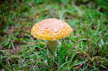 Mushroom