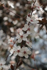 Spring Morning 