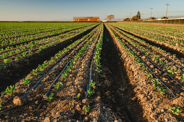 Agricultural field of cabbage plant at sunset