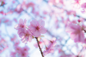 晴天の河津桜