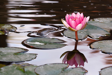 A pink water lily in the pond