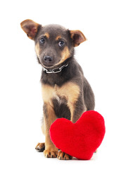 One black dog with a toy heart.