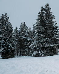 Fototapeta premium trees in snow