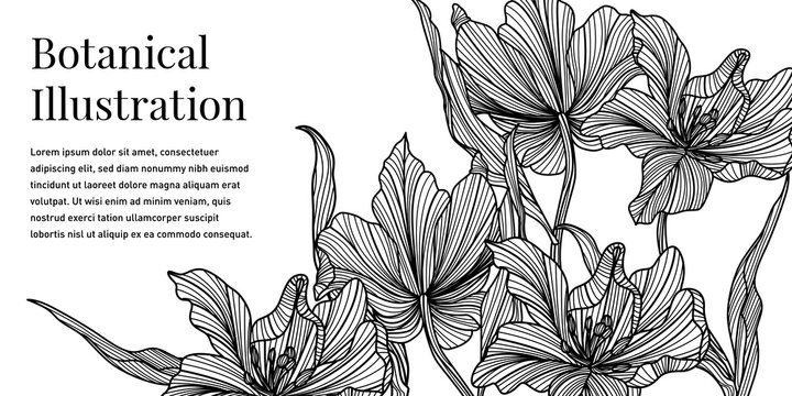 Black And White Iris Flower Illustration