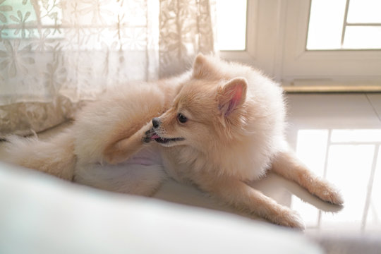 pomeranian or small dog breed lay down on a floor and scratch its nose