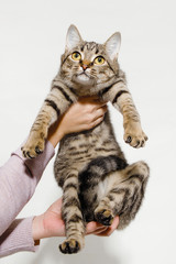 Domestic cat poses for the camera.