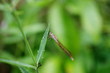 葉に止まるオツネントンボ