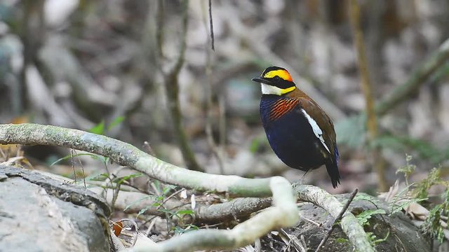 Charming malayan banded pitta bird. Beautiful vivid color male pitta bird standing on root with one leg in tropical forest looking around ,full HD video.