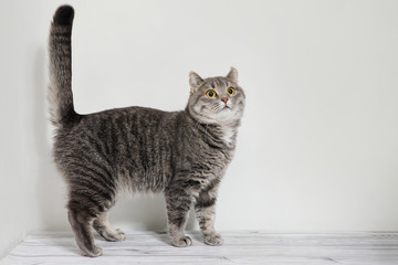 Tabby gray cat stands on a white background.
