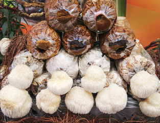 Lion's mane mushrooms or hericium erinaceus growing on plastic bag , nature indoor greenhouse closeup background © Amphawan