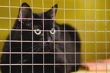 Caged locked cat.