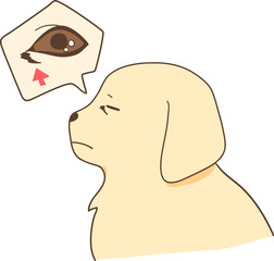 ゴールデンレトリバーの子犬（目やに）