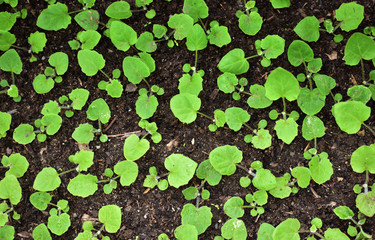Small sapling tree in garden. Image of a sapling in the pot.