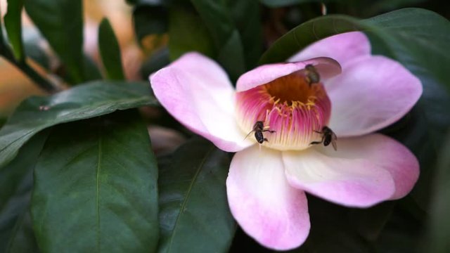 Honey Bee flying to blossom pink gustavia superba flower