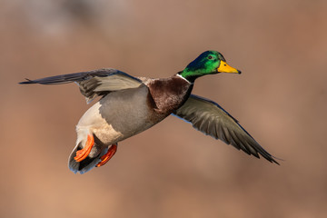 Mallard Drake in flight