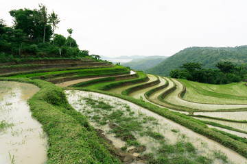 Beautiful view of Mareje Lombok's traditional fields. A nature walk in green paddy terrace. Summer vacation in Lombok, Indonesia. New Rice Fields.