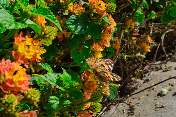 an orange urticaria butterfly sits on a yellow-red flower of a lanthanum Bush along an asphalt road