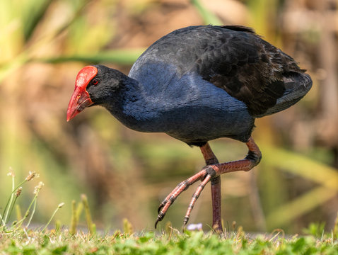 A pukeko with light reflecting on its bright blue feathers walking on grass at Hamilton lake, NZ. 