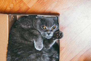 Grey Scottish fold cat sitting in blue box. Cats are usually very curious and climb into boxes. Copyspace for your text